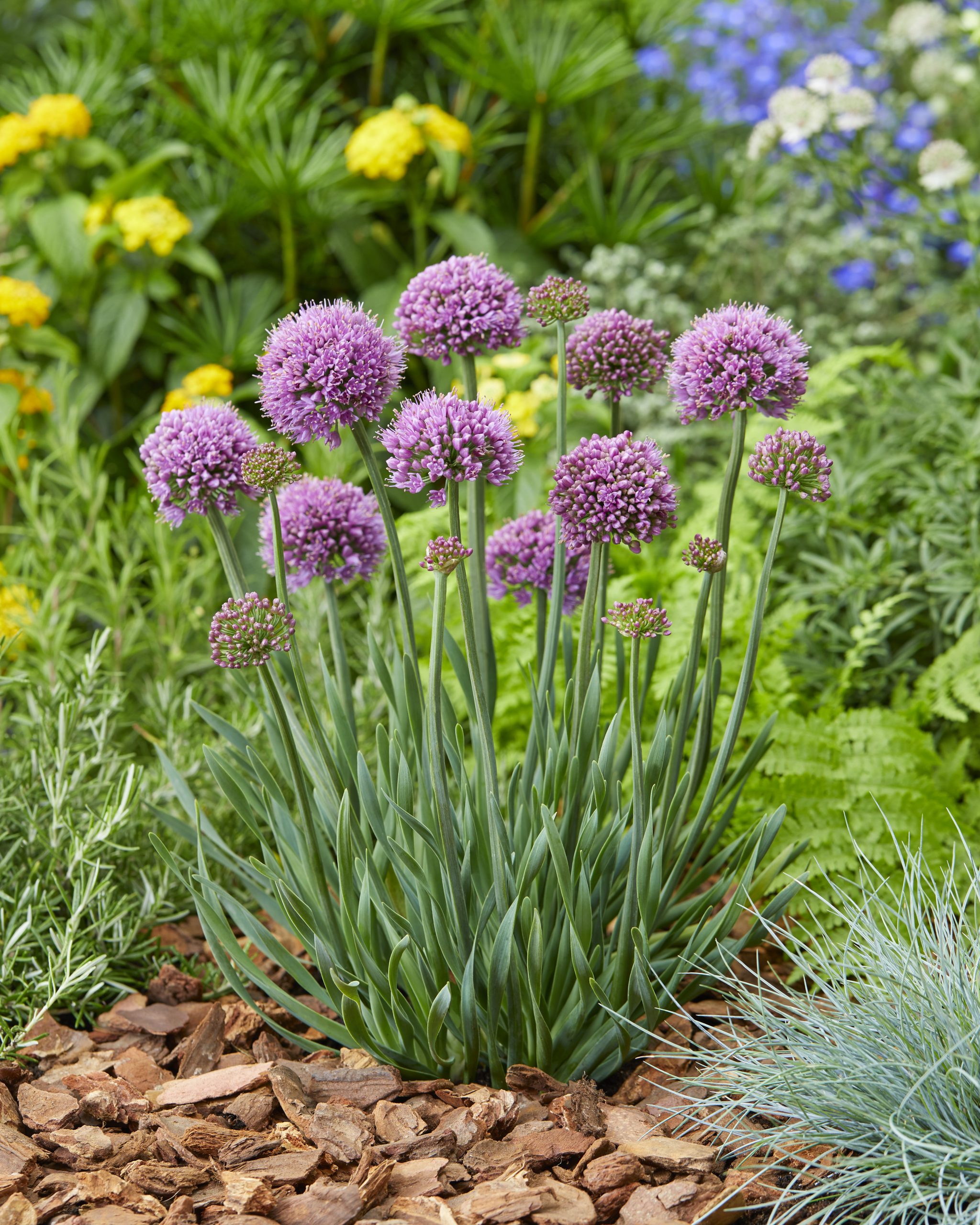 Allium cernuum 'Little Sapphire'